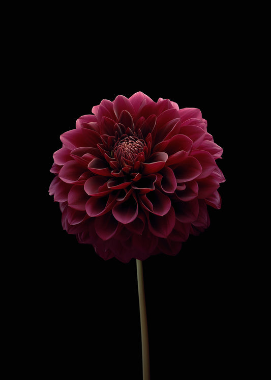 - Dahlia Black Moon - "Classic Portrait Poster"